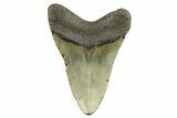 Fossil Megalodon Tooth - North Carolina #298944-1